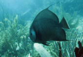 Gray Angel Fish