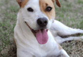 Local Mixed Dog