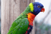 Makao Parrot